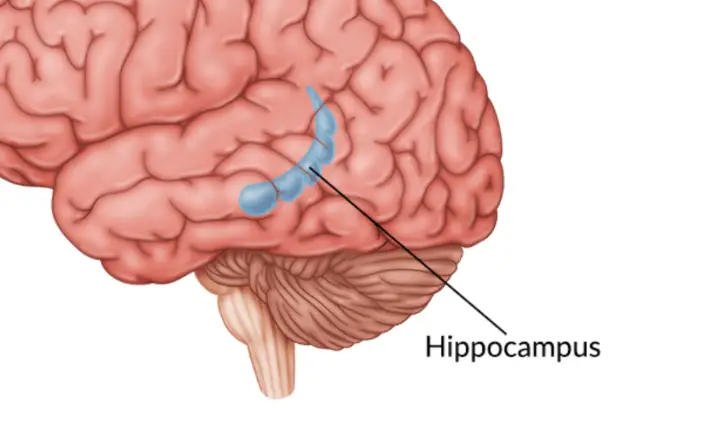 Hippocampus Healing From Trauma